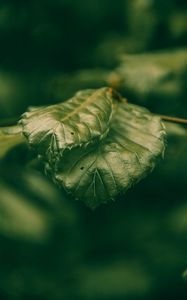 Preview wallpaper leaves, green, macro, closeup, plant
