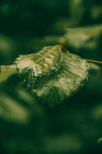 Preview wallpaper leaves, green, macro, closeup, plant