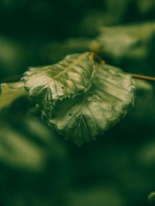 Preview wallpaper leaves, green, macro, closeup, plant