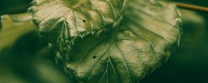 Preview wallpaper leaves, green, macro, closeup, plant