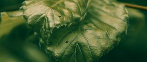 Preview wallpaper leaves, green, macro, closeup, plant