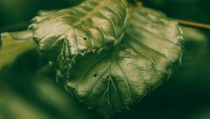 Preview wallpaper leaves, green, macro, closeup, plant