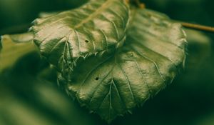 Preview wallpaper leaves, green, macro, closeup, plant