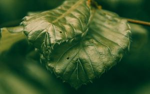 Preview wallpaper leaves, green, macro, closeup, plant