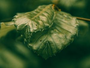 Preview wallpaper leaves, green, macro, closeup, plant
