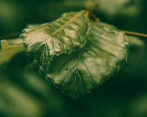 Preview wallpaper leaves, green, macro, closeup, plant