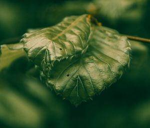 Preview wallpaper leaves, green, macro, closeup, plant