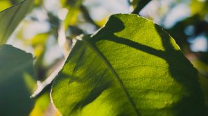 Preview wallpaper leaves, green, macro, sunlight