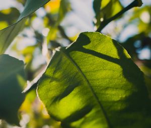 Preview wallpaper leaves, green, macro, sunlight