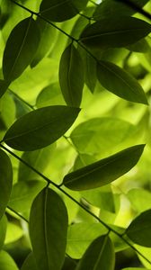 Preview wallpaper leaves, green, macro, shadow