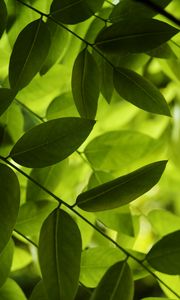Preview wallpaper leaves, green, macro, shadow