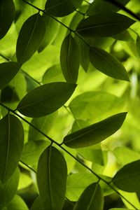 Preview wallpaper leaves, green, macro, shadow
