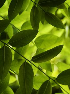 Preview wallpaper leaves, green, macro, shadow
