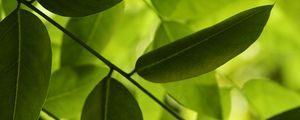 Preview wallpaper leaves, green, macro, shadow