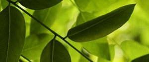 Preview wallpaper leaves, green, macro, shadow