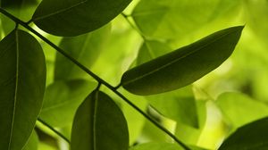 Preview wallpaper leaves, green, macro, shadow
