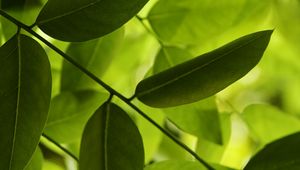 Preview wallpaper leaves, green, macro, shadow