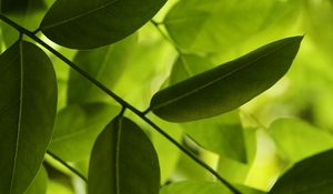 Preview wallpaper leaves, green, macro, shadow