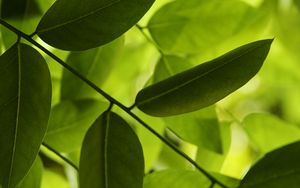 Preview wallpaper leaves, green, macro, shadow