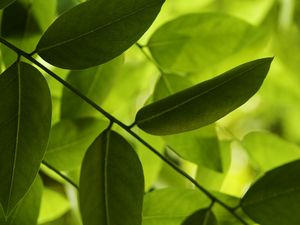 Preview wallpaper leaves, green, macro, shadow