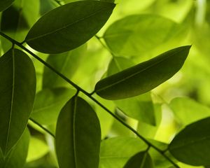 Preview wallpaper leaves, green, macro, shadow