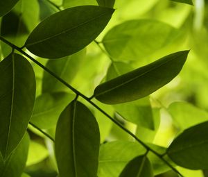 Preview wallpaper leaves, green, macro, shadow