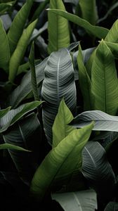 Preview wallpaper leaves, green, macro, plant