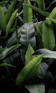 Preview wallpaper leaves, green, macro, plant