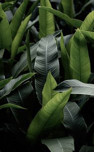 Preview wallpaper leaves, green, macro, plant