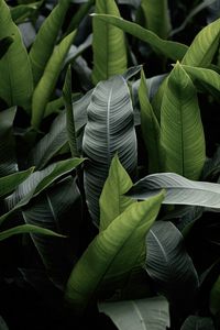 Preview wallpaper leaves, green, macro, plant
