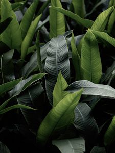 Preview wallpaper leaves, green, macro, plant