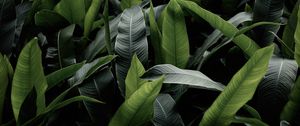 Preview wallpaper leaves, green, macro, plant