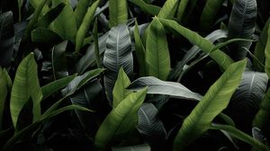 Preview wallpaper leaves, green, macro, plant