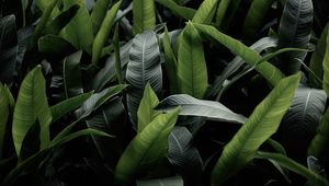 Preview wallpaper leaves, green, macro, plant