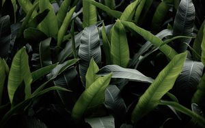 Preview wallpaper leaves, green, macro, plant