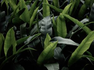 Preview wallpaper leaves, green, macro, plant