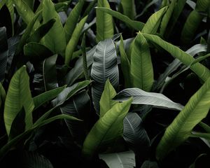 Preview wallpaper leaves, green, macro, plant