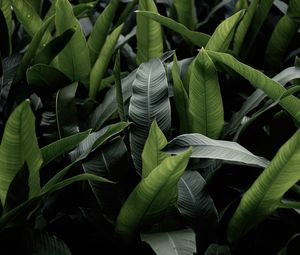 Preview wallpaper leaves, green, macro, plant