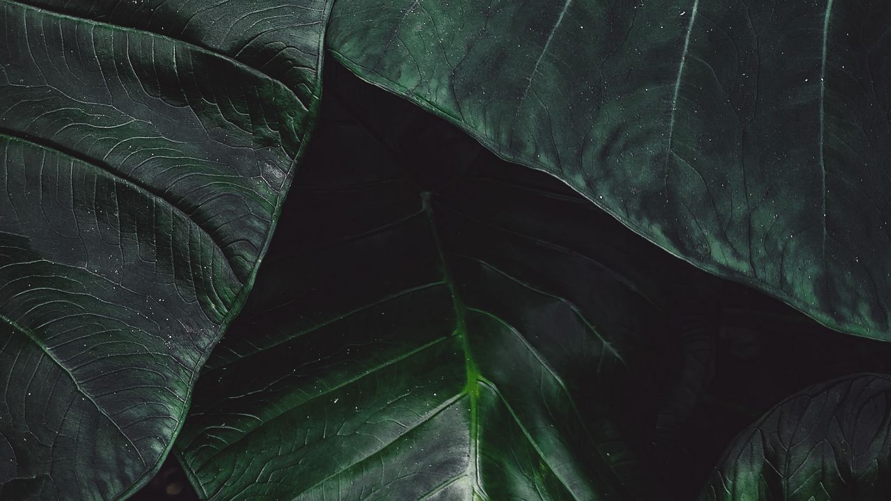 Wallpaper leaves, green, macro, plant, surface