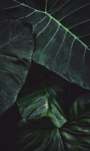 Preview wallpaper leaves, green, macro, plant, surface