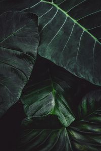 Preview wallpaper leaves, green, macro, plant, surface