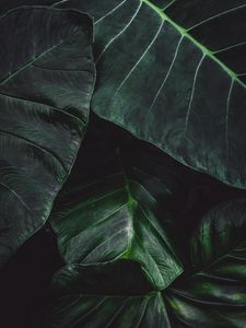 Preview wallpaper leaves, green, macro, plant, surface