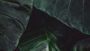 Preview wallpaper leaves, green, macro, plant, surface