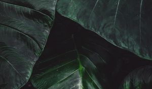 Preview wallpaper leaves, green, macro, plant, surface