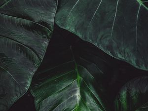 Preview wallpaper leaves, green, macro, plant, surface