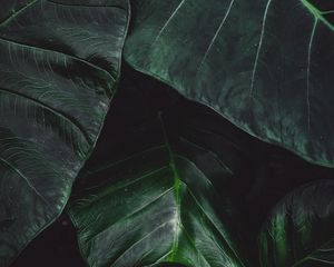 Preview wallpaper leaves, green, macro, plant, surface