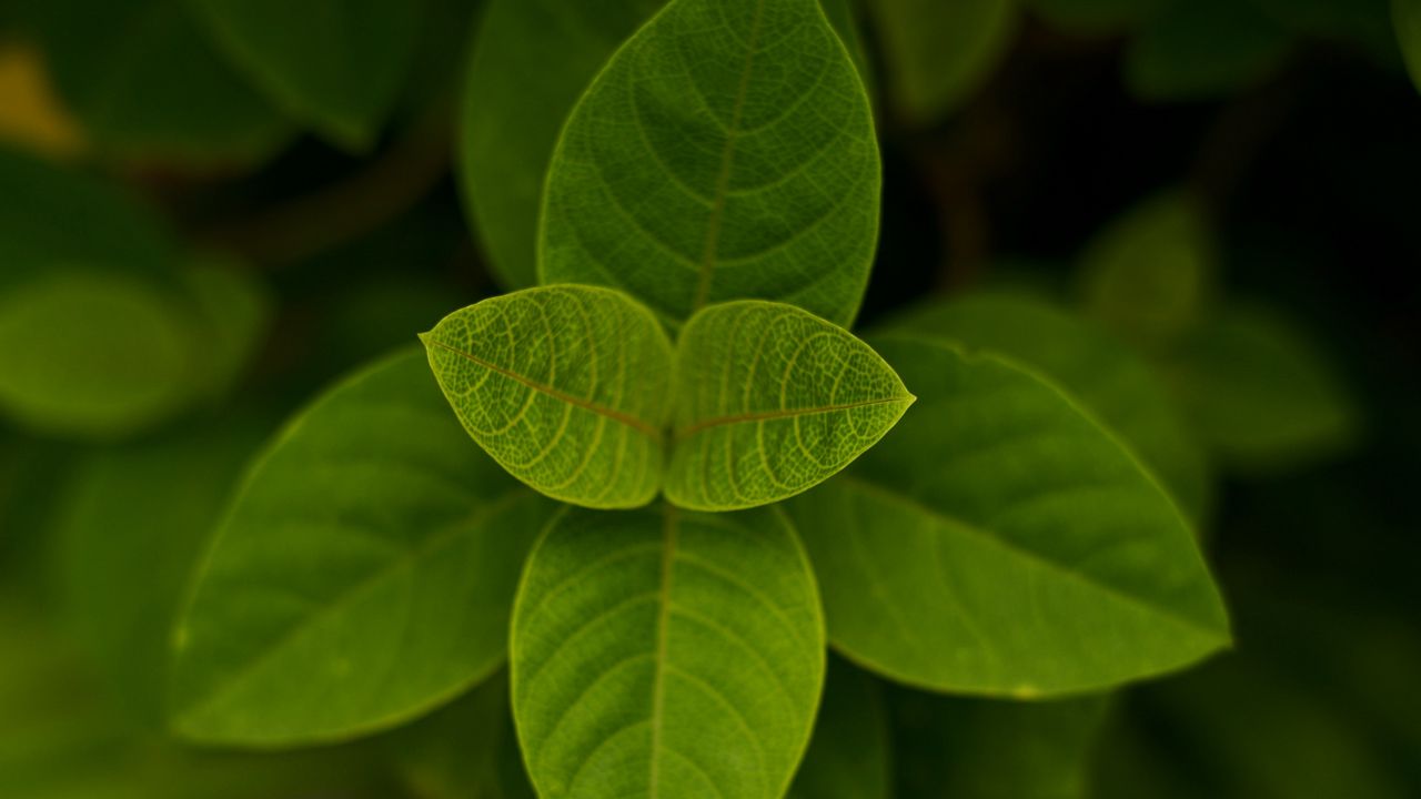 Wallpaper leaves, green, macro, plant, bush