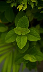 Preview wallpaper leaves, green, macro, plant, bush