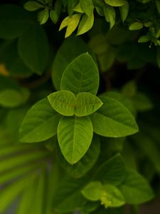 Preview wallpaper leaves, green, macro, plant, bush
