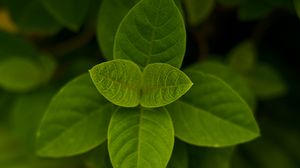 Preview wallpaper leaves, green, macro, plant, bush
